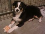 Dogs Mini Aussie